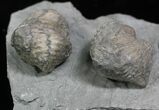 Pair Of Fossil Brachiopods (Platystrophia) - Indiana #25996-3